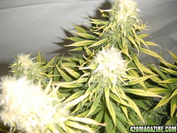 white bud