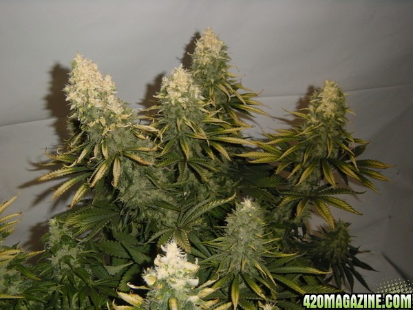 white bud