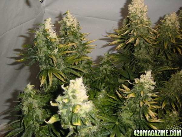 white bud