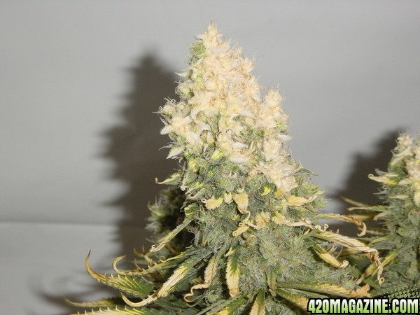 white bud