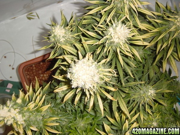 white bud