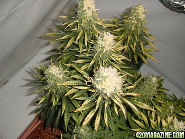 white bud