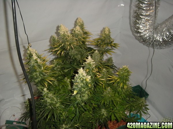 white bud