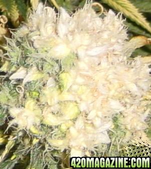 white bud