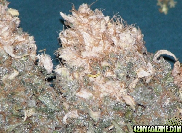 white bud