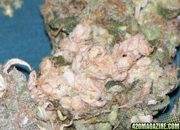 white bud