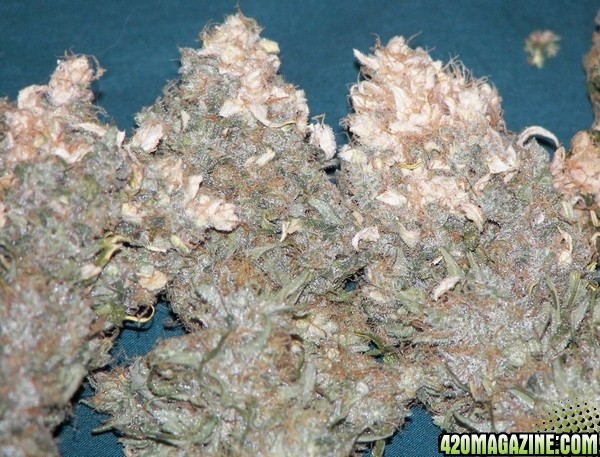 white bud