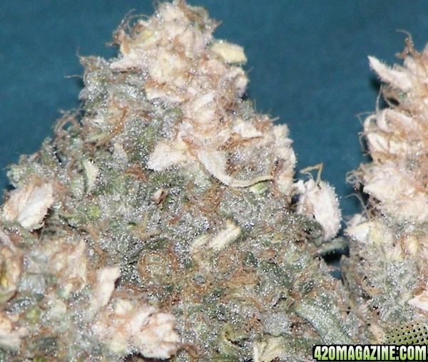 white bud