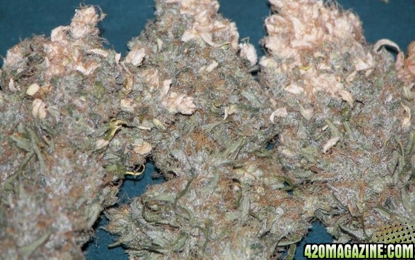 white bud