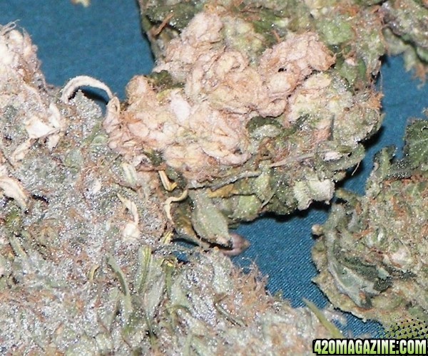 white bud