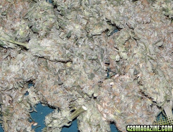 white bud