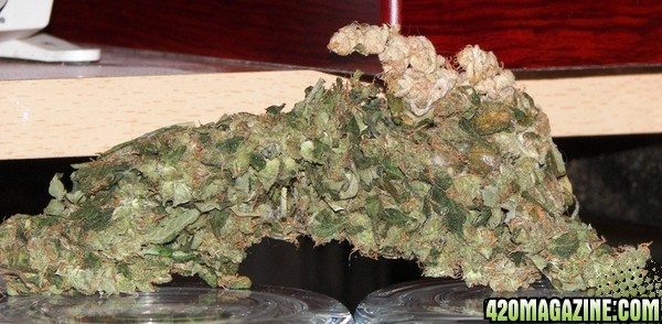 white bud