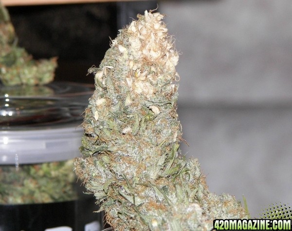 white bud