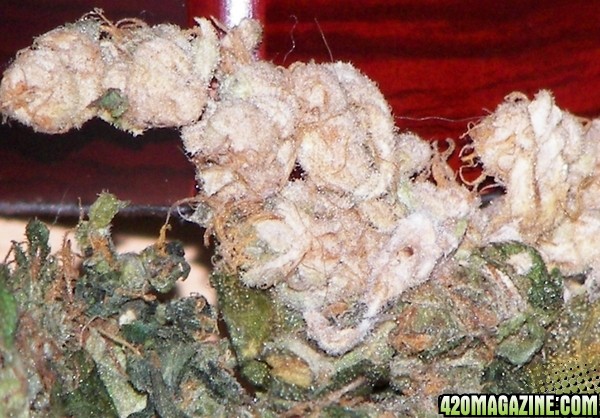 white bud