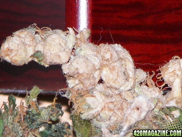 white bud