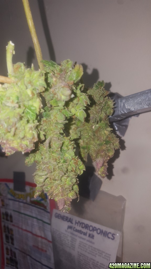 White cheese auto with purple color