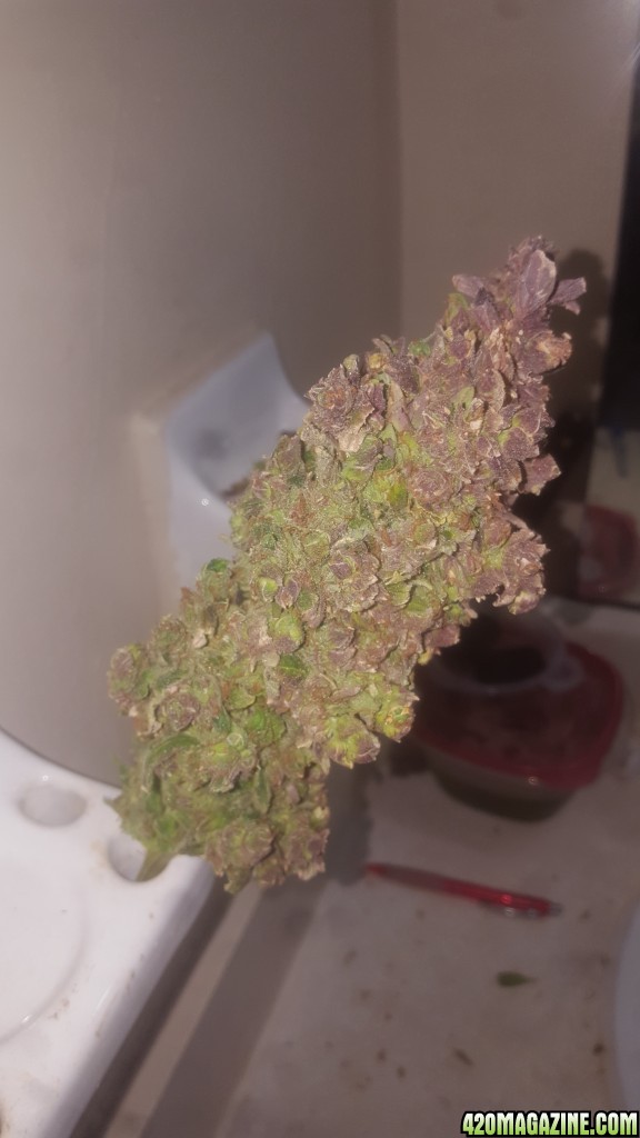 White cheese auto with purple color