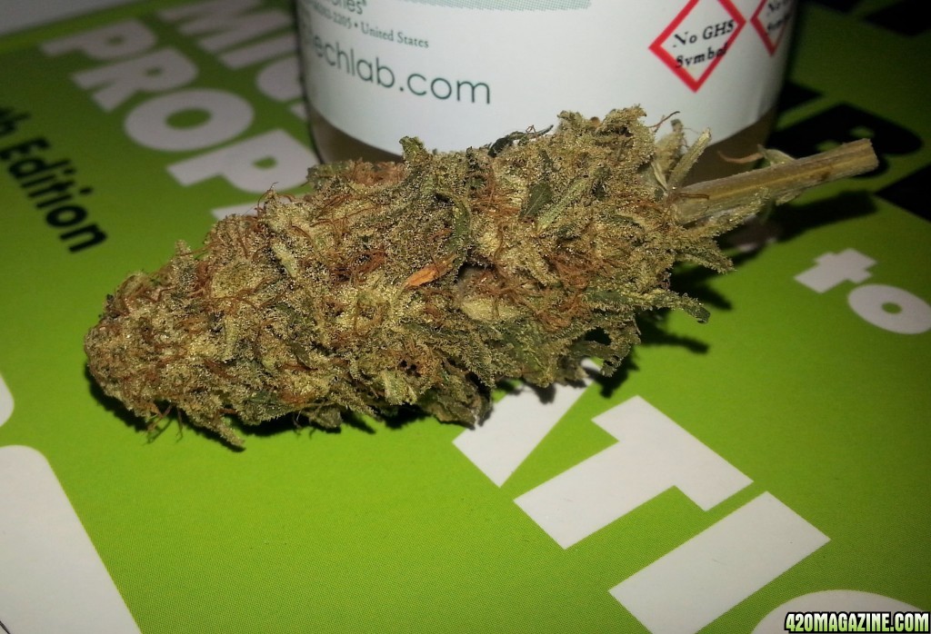 White Cookies - Bridget 8 month cure