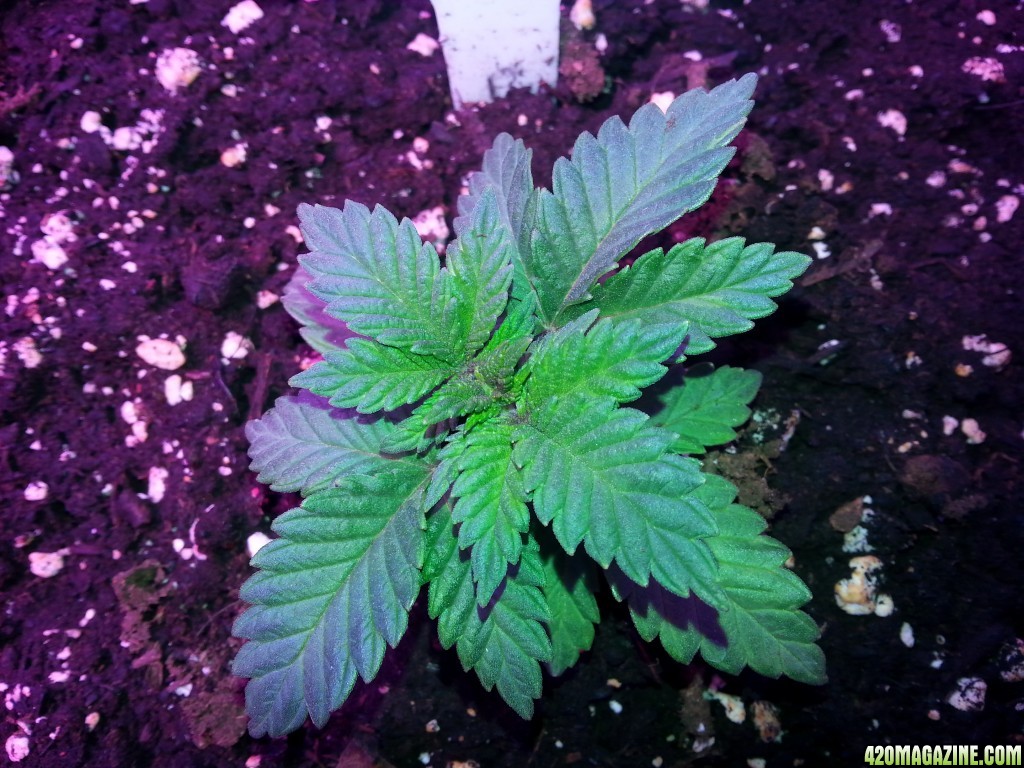 WHITE COOKIES - day 29