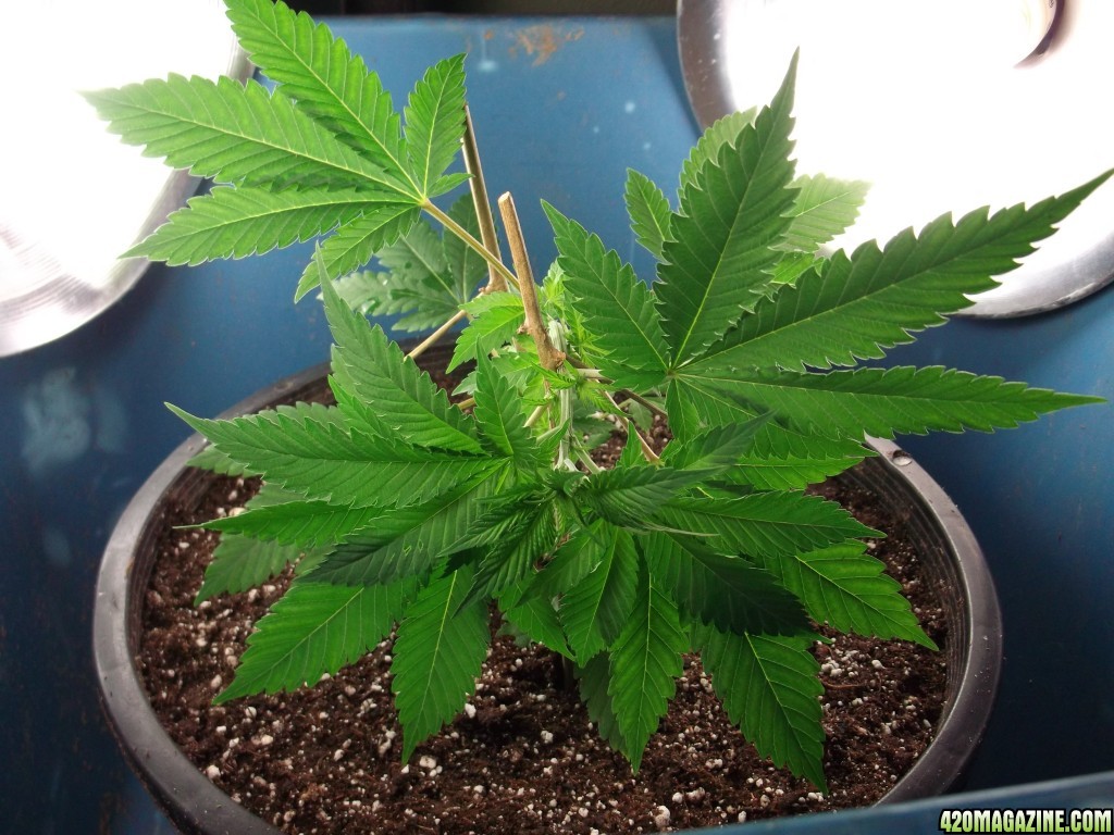 White Cookies LST