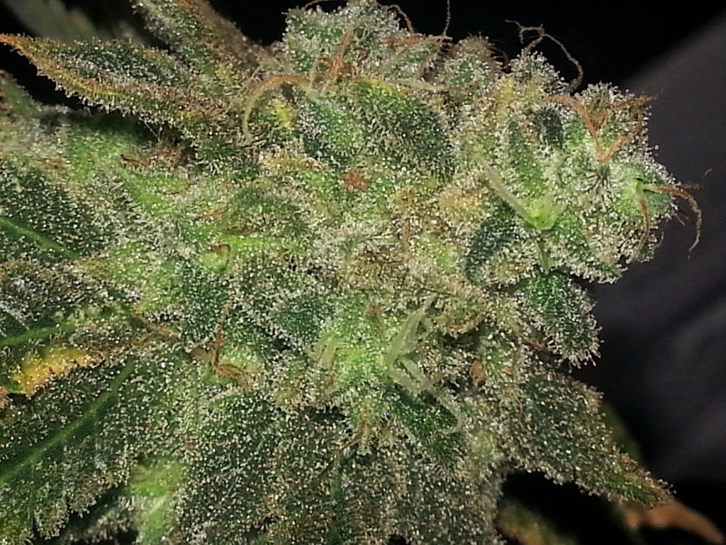 White Cookies