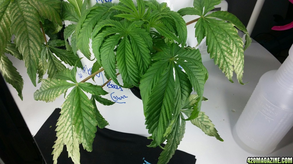 White discoloration on lower plant leaves