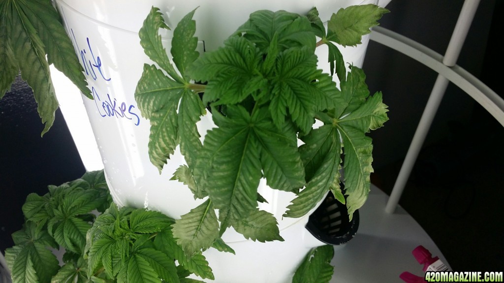 White discoloration on lower plant leaves