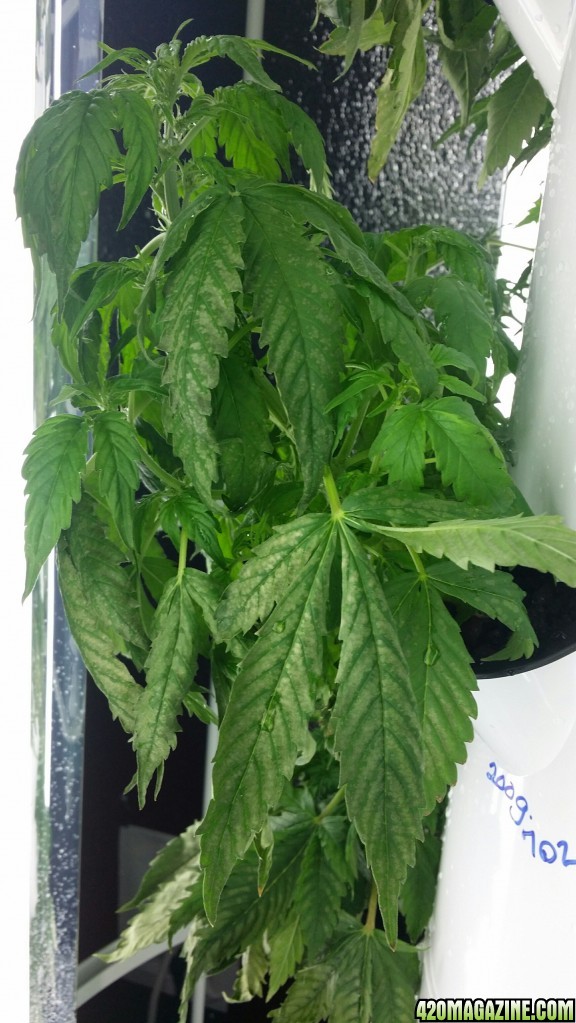 White discoloration on lower plant leaves