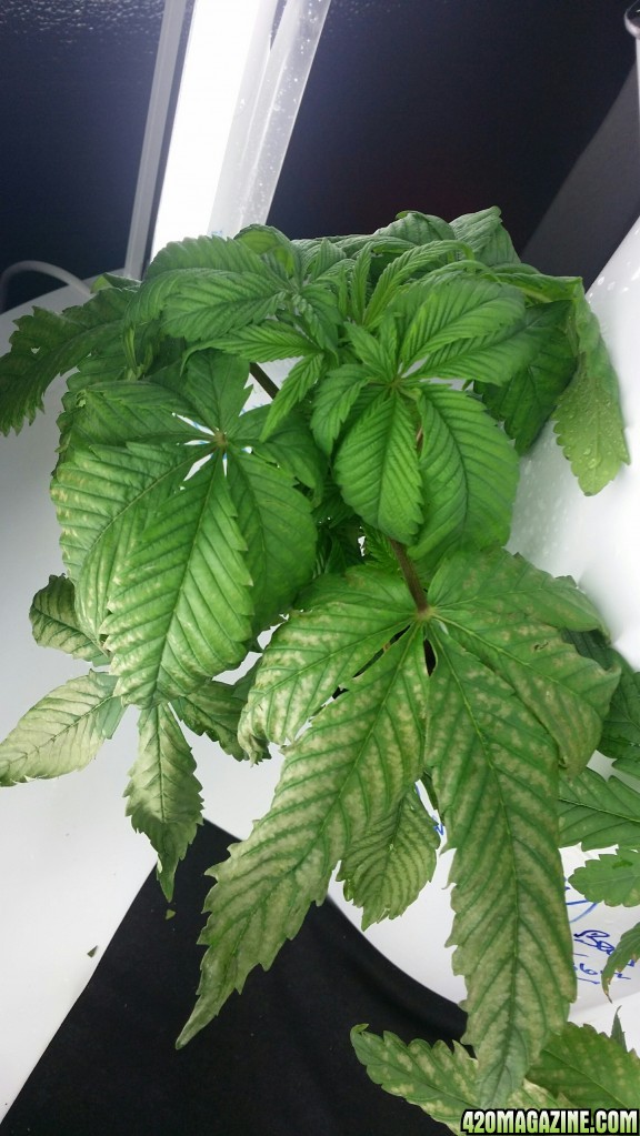 White discoloration on lower plant leaves