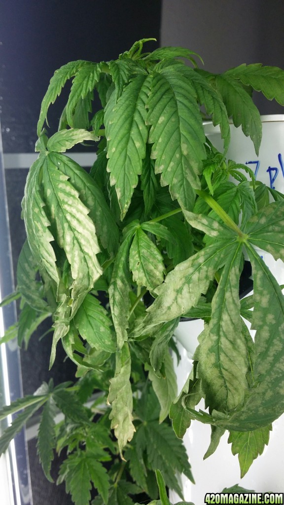 White discoloration on lower plant leaves