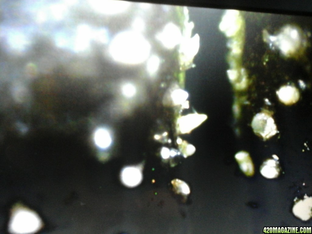 white dots on fan leaf