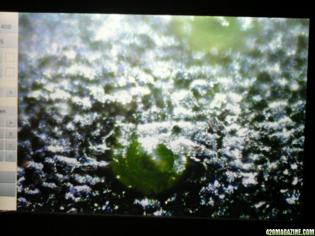 white dots on fan leaf