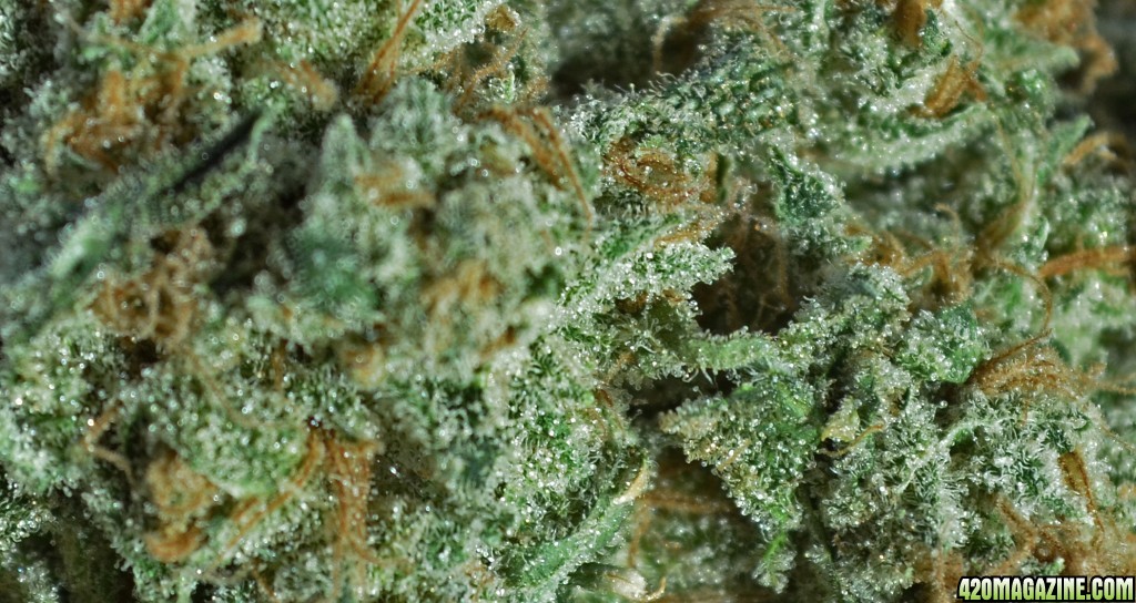 White Lemon