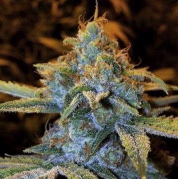 white-og-hanfsamen-cannabiseeds-purplecaper.jpg