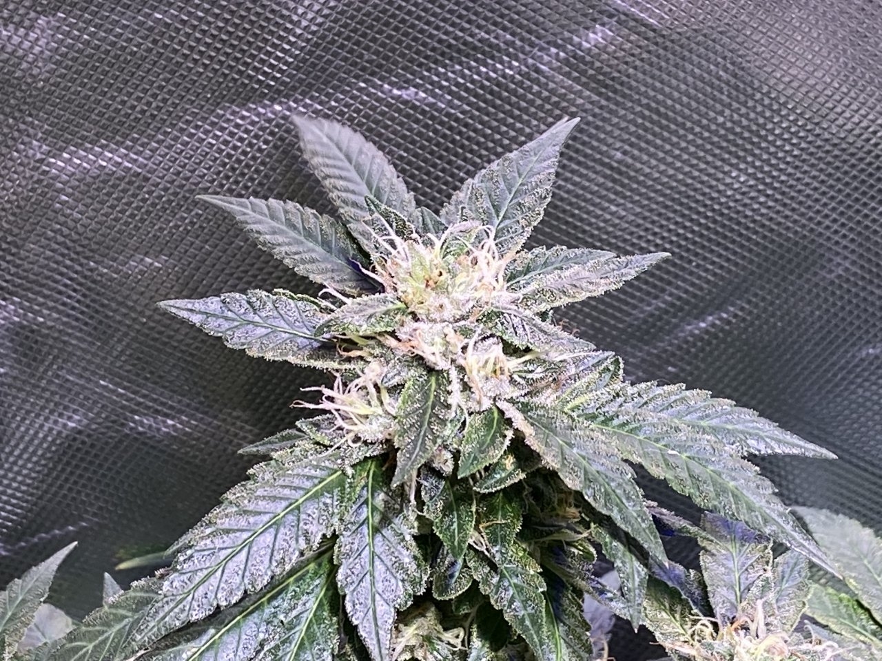 White pistils fruitflower flip + 49