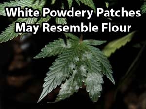 white-powdery-mildew.jpg