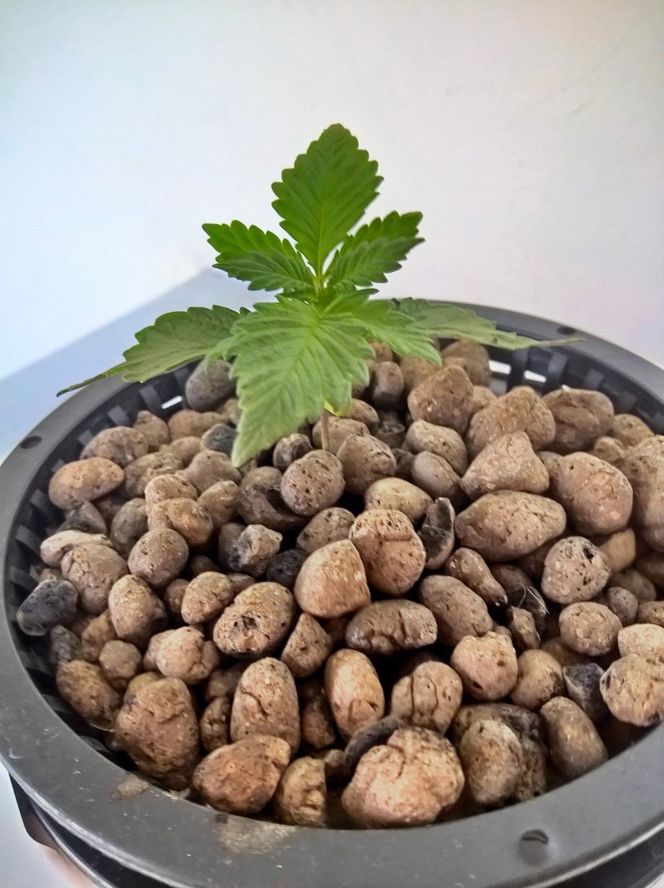 White Rhino 17 days.jpg