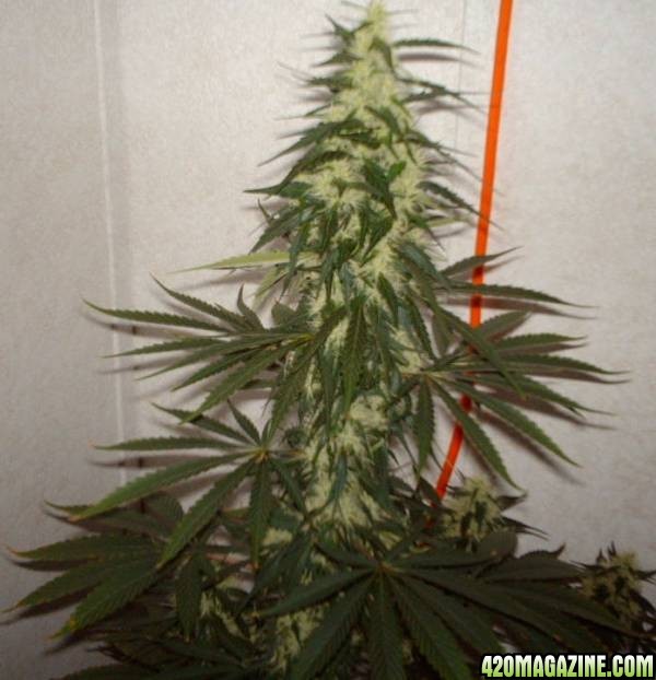 White Rhino #2 Day 46