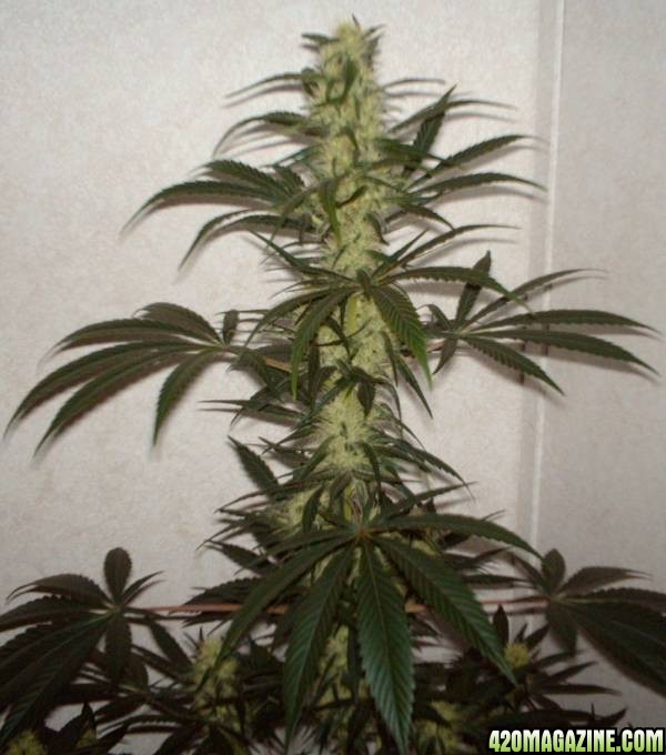 White Rhino #3 - 32 Days Flowering