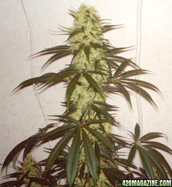 White Rhino #3 Day 46