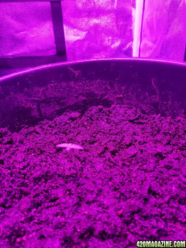 White Rhino at 3 days old