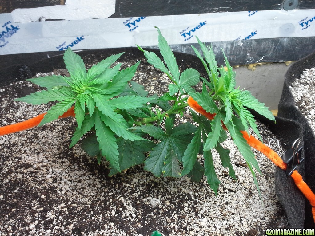 White Rhino LST