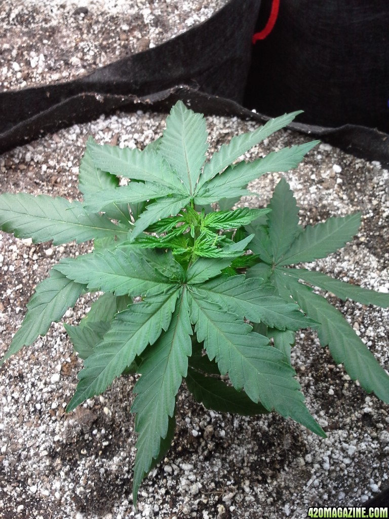 White Rhino LST