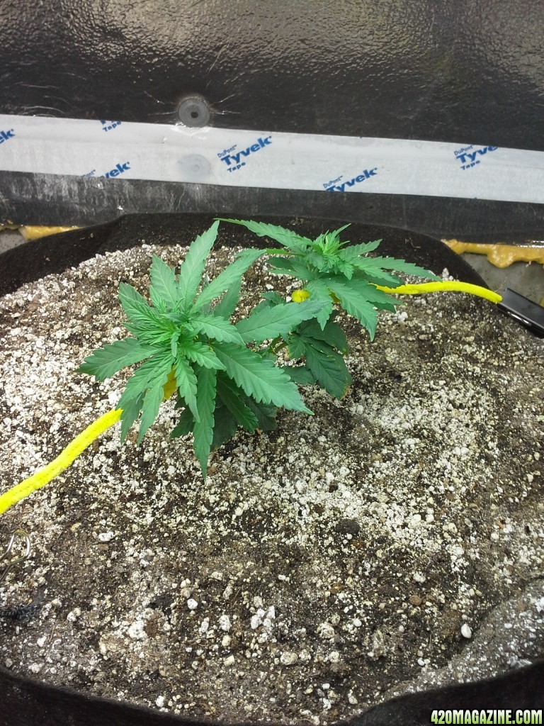 White Rhino LST