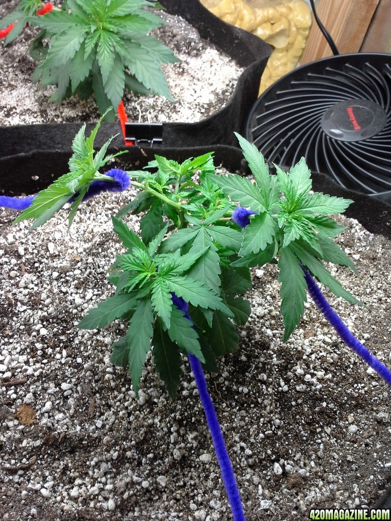 White Rhino LST