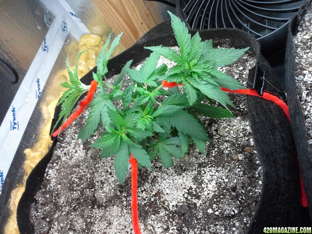 White Rhino LST