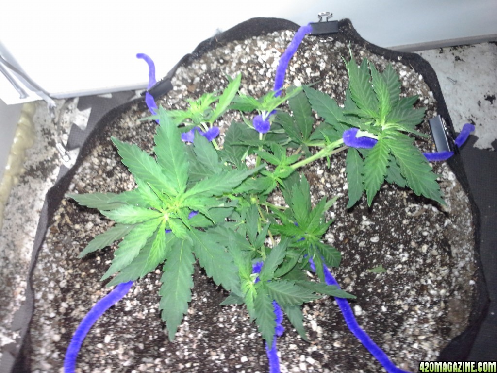 White Rhino LST