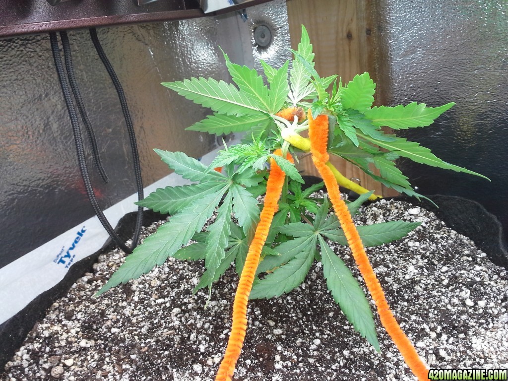 White Rhino LST