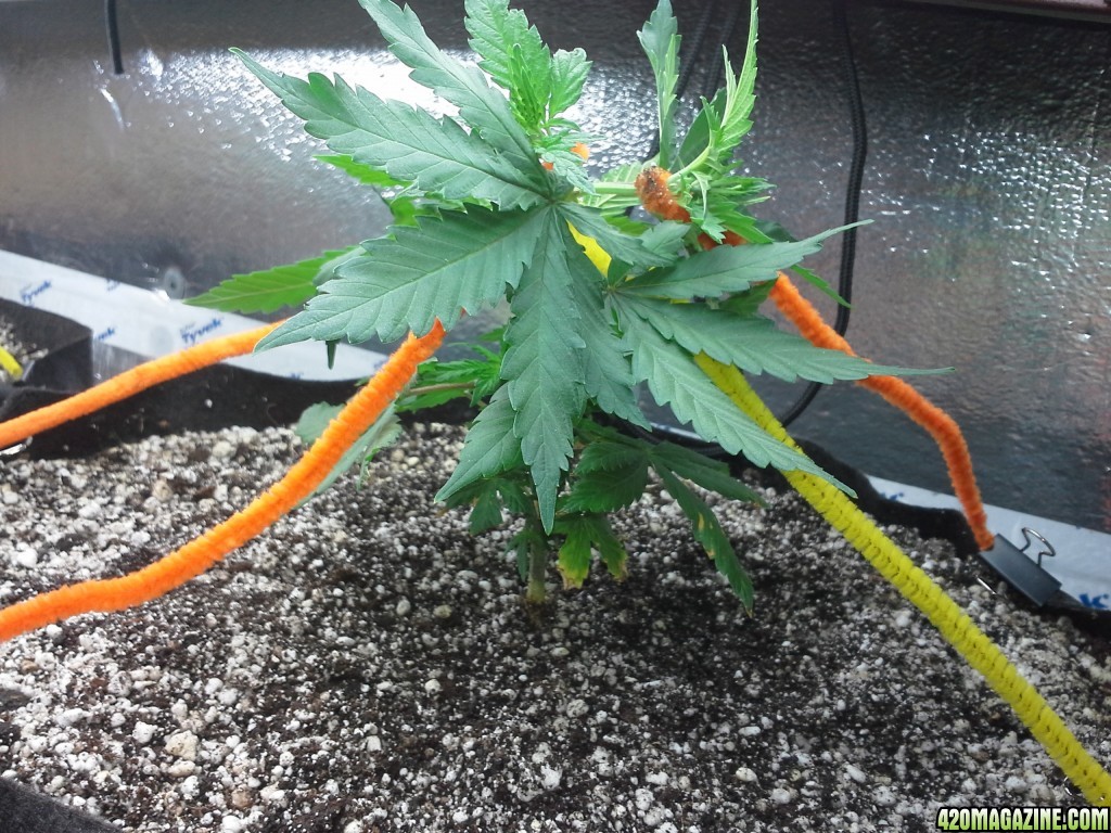 White Rhino LST