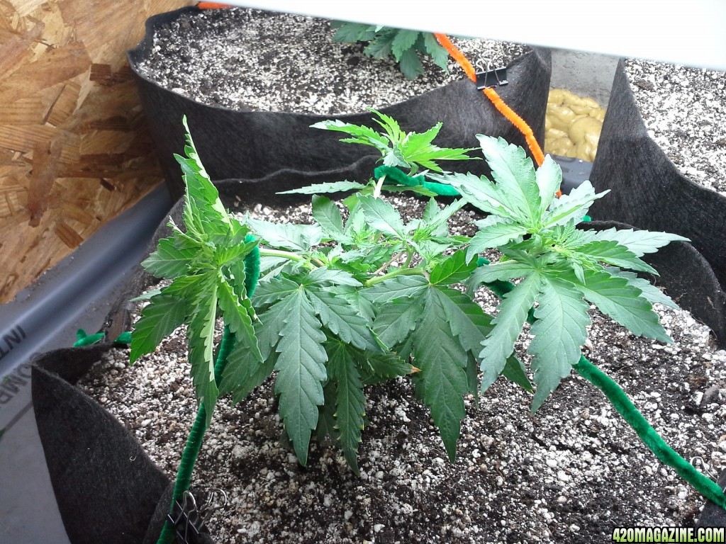 White Rhino LST